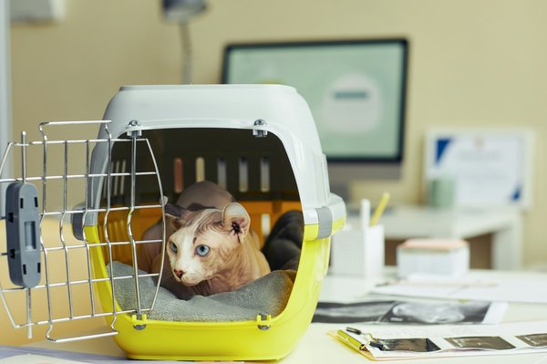 Quels sont les meilleurs conseils pour une carrière en gestion de la relation client pour les services financiers?